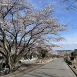 宇都宮市の北山霊園　桜が一斉に開花しました!