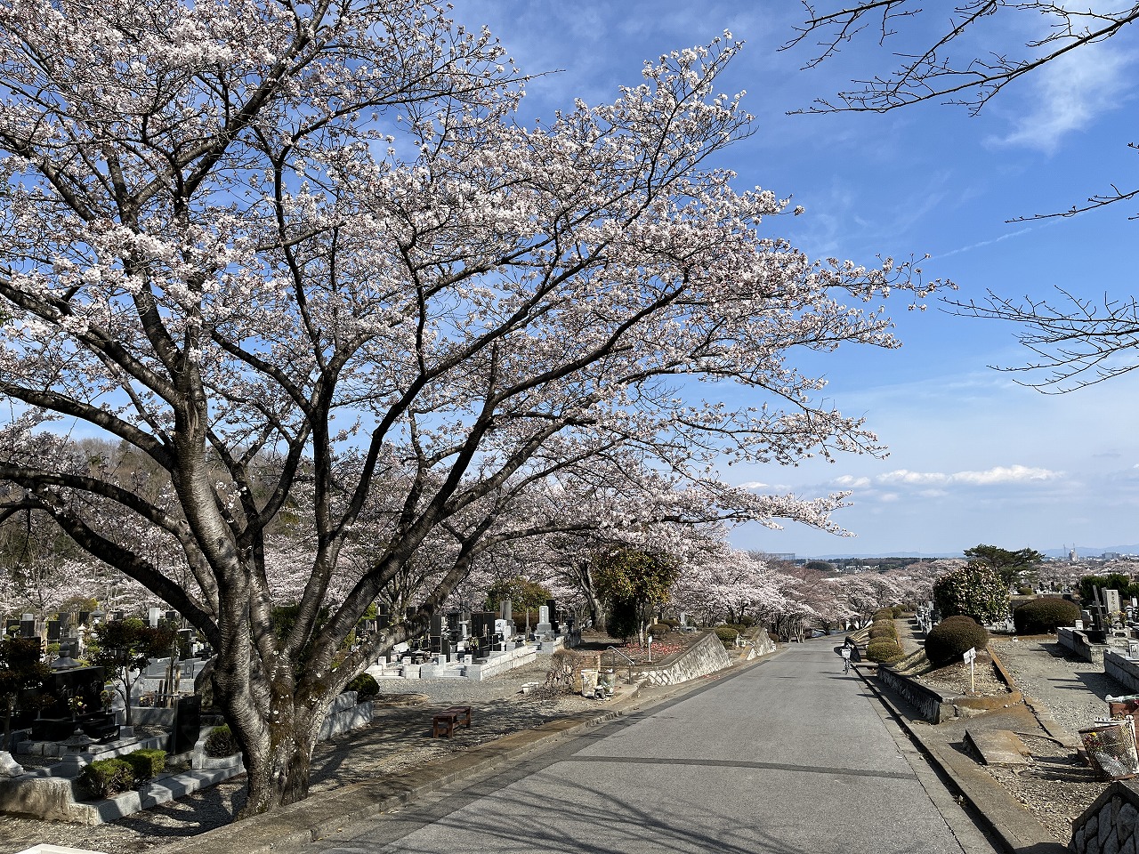宇都宮市の北山霊園 桜が一斉に開花しました 栃木県の墓石専門店 宇都宮 壬生のお墓のことなら石のやたべ