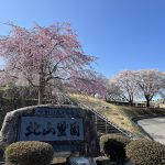 宇都宮市営 北山霊園の桜が見ごろになりました。