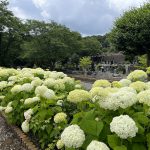 北山霊園の紫陽花が見ごろを迎えました。