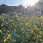 北山霊園前にコスモスの花🌸が咲き始めました。