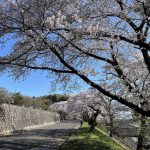 令和6年 北山霊園 満開の桜が見頃を迎えました。